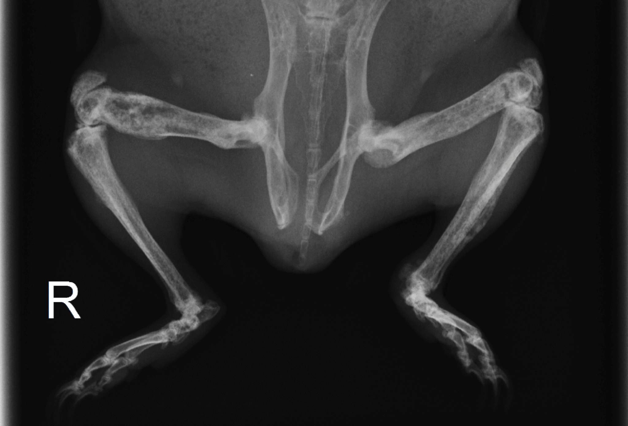 Osteodystrophy in guinea pigs - Veterinarian Karlsruhe - Small Animal