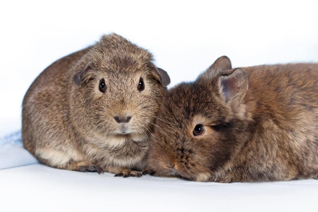 Fly maggots in rabbits