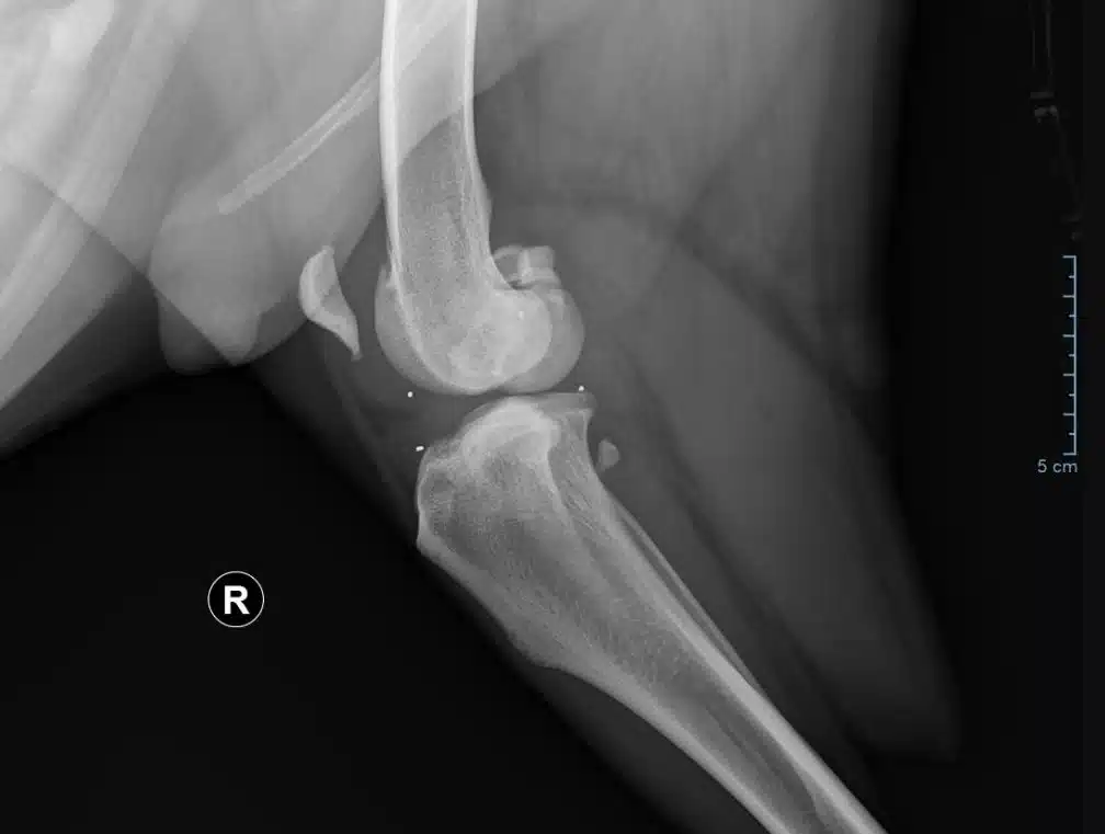 Cruciate Ligament Tréine Hond