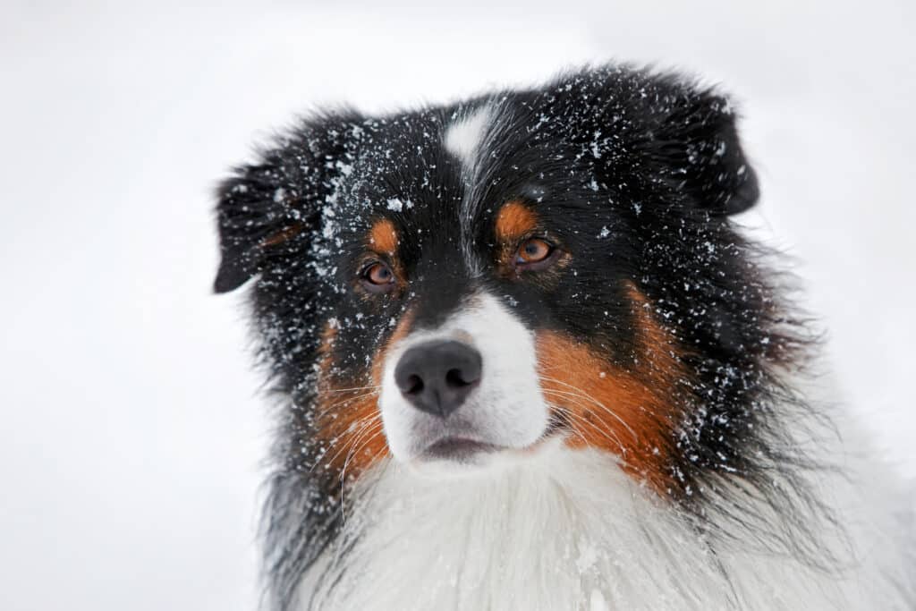 Behandlung von Kreuzbandrissen bei Hunden