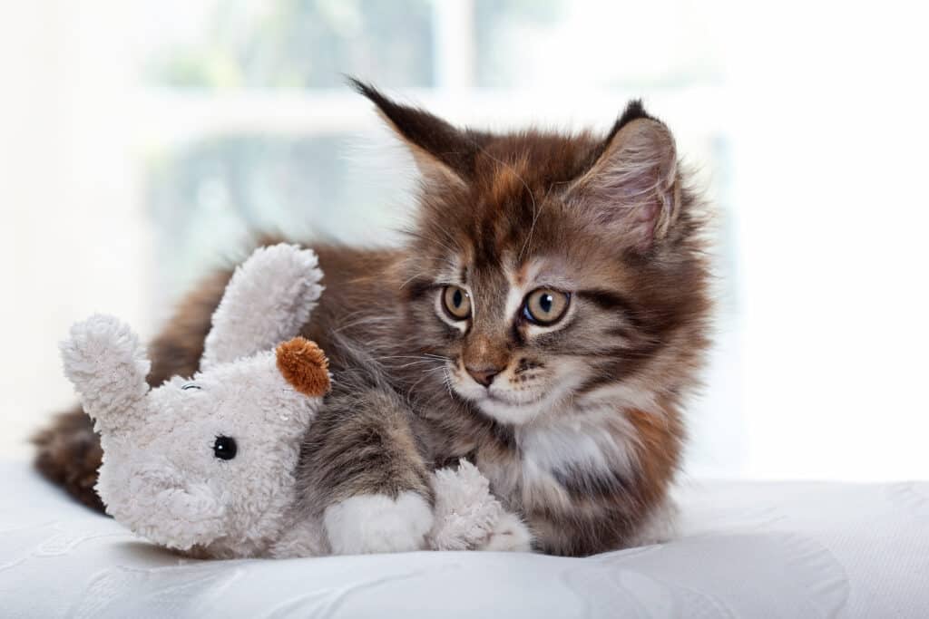 Maladies du chapeau chez les animaux domestiques