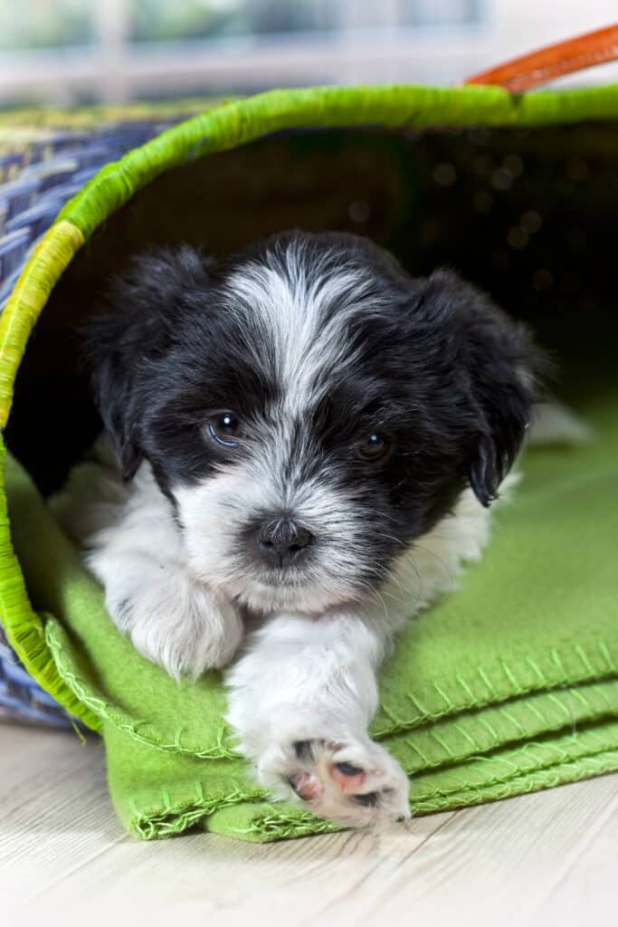 Giardia chez le chien