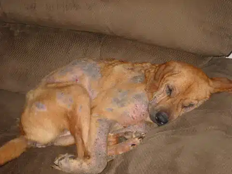 Skin diseases in dogs