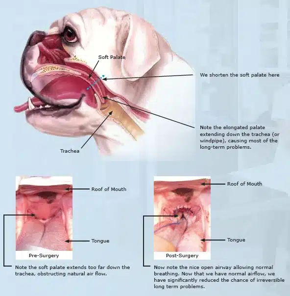 French Bulldog Soft Palate Surgery