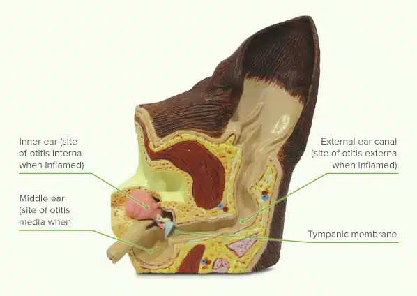 chronische Otitis beim Hund