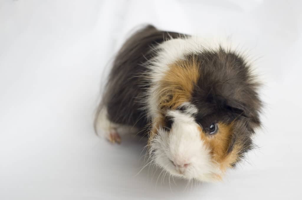 Fungal infections in guinea pigs