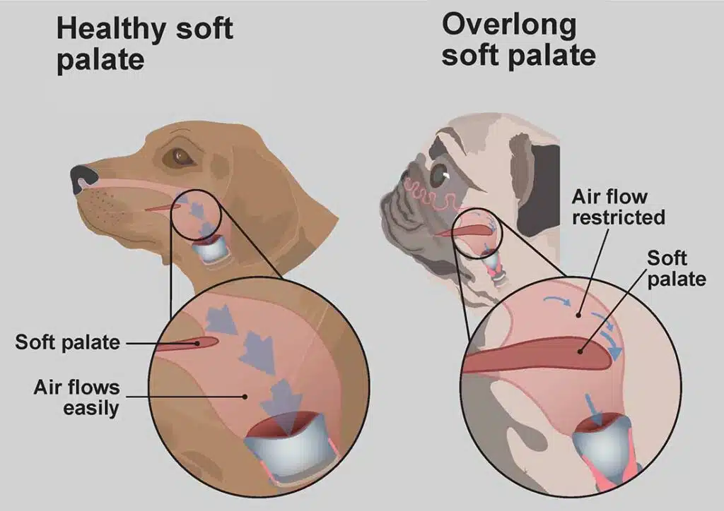 Chien vétérinaire ORL