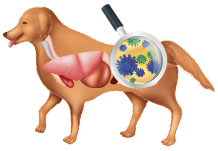 Intestinal flora in dogs