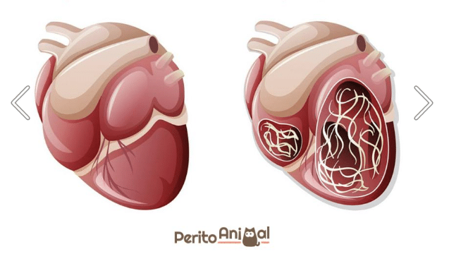 Dirofilarioza u zwierząt domowych