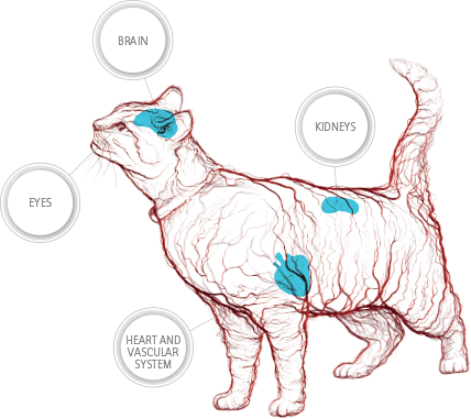 High blood pressure in cats