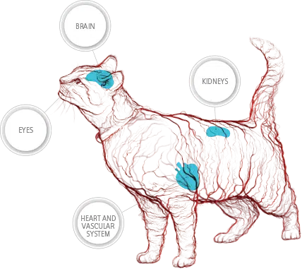 High blood pressure in cats