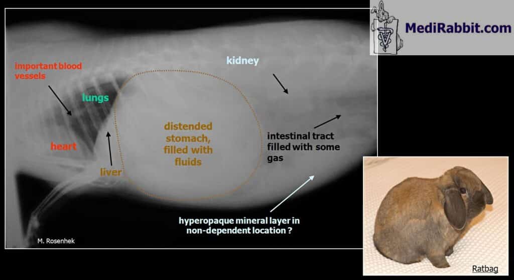 Digestive problems in rabbits