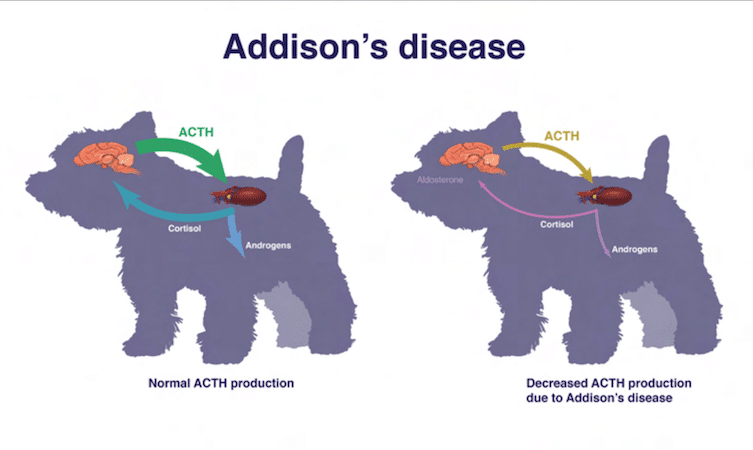 Boala Addison la câini