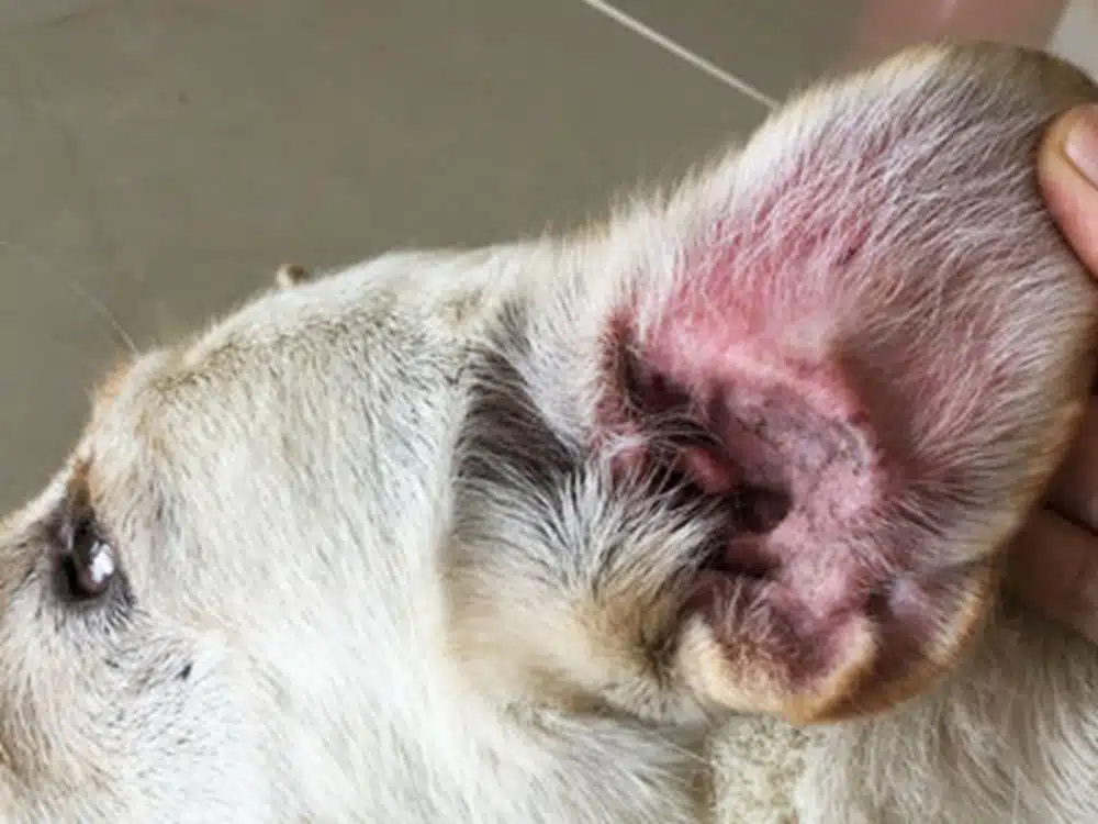 Maladies de l&#39;oreille chez le chien