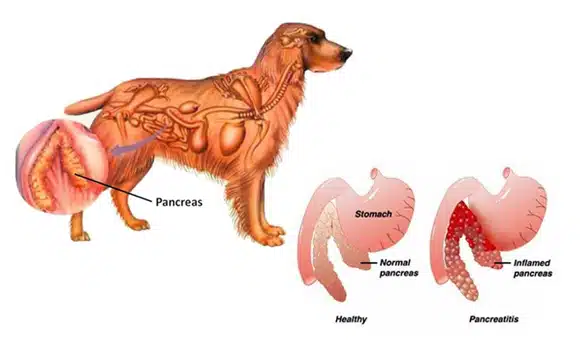 Pancreatită la câini