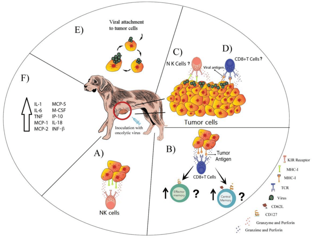 Tumor diseases in pets