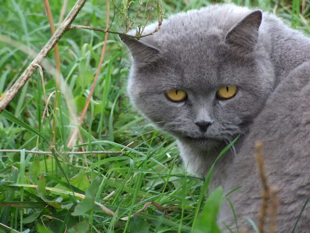 Asthme chez le chat