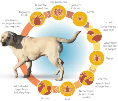 La maladie de Lyme chez le chien