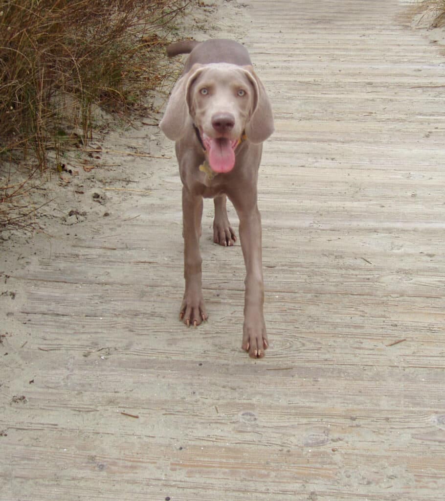 Symptômes de torsion d&#39;estomac chez le chien