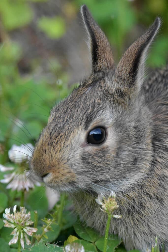 Shortness of breath in rabbits