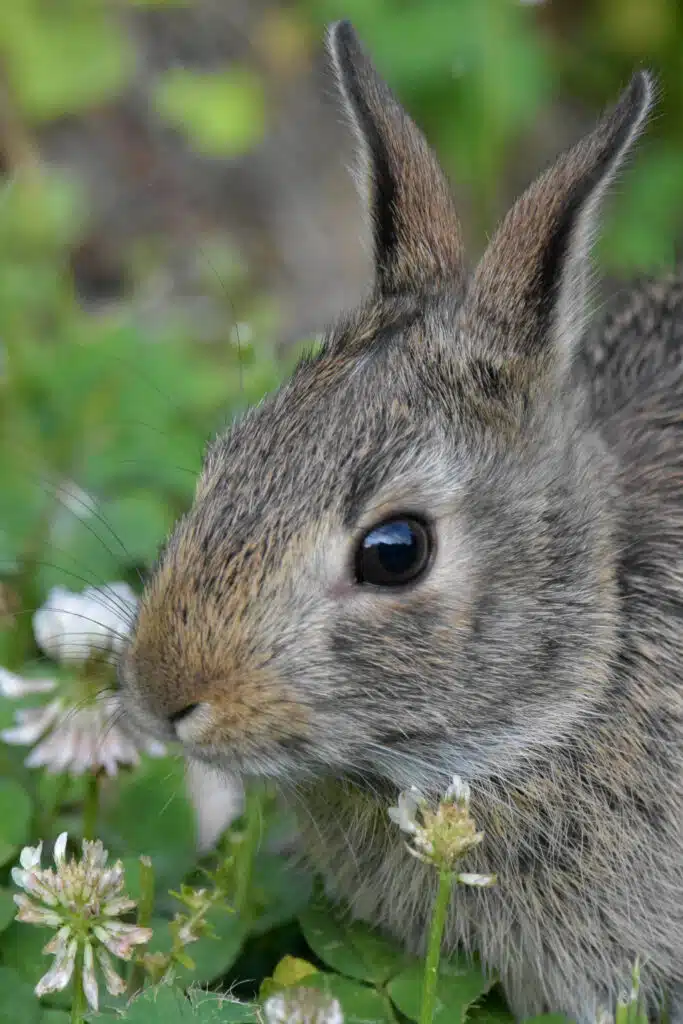 Shortness of breath in rabbits