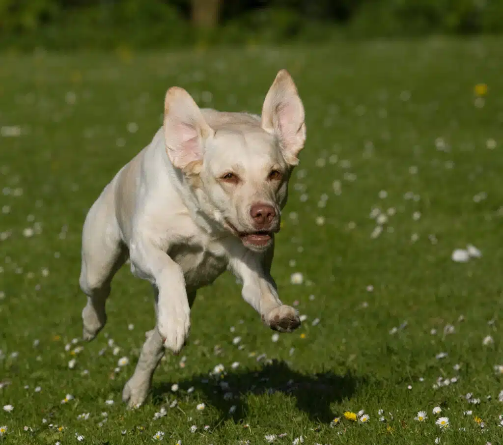 labrador retriver 1354354