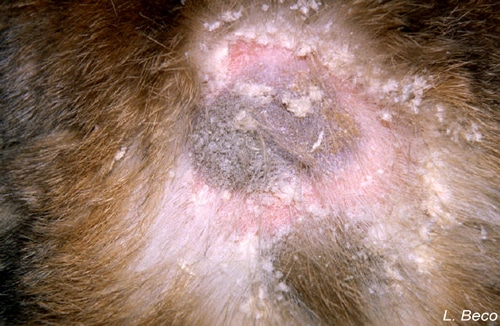 cheyletiellosis