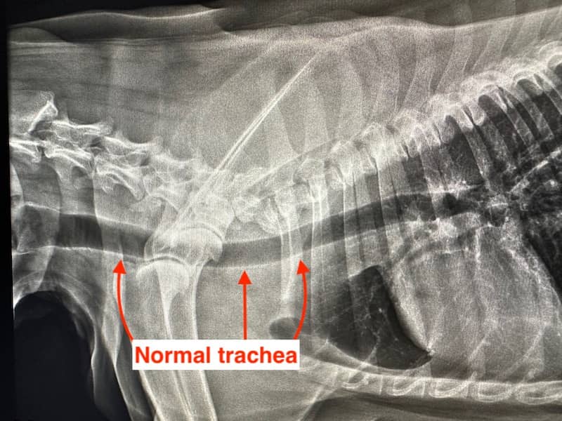 Tracheal collapse collapsed windpipe in dogs Veterinarian Karlsruhe Small Animal Center Arndt