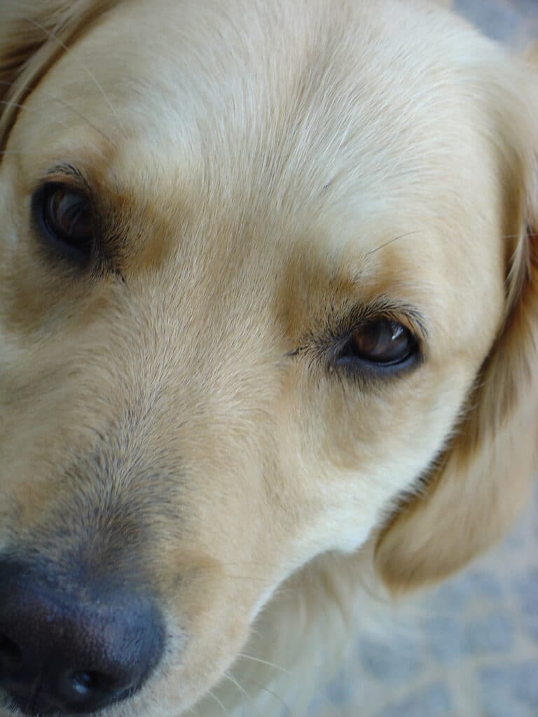 Eye diseases in dogs