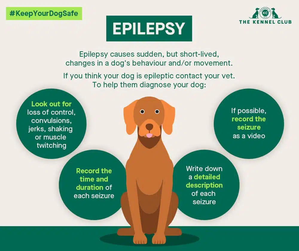 Epilepsy in dogs