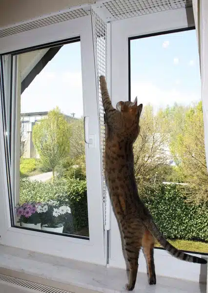 Defenestration cat