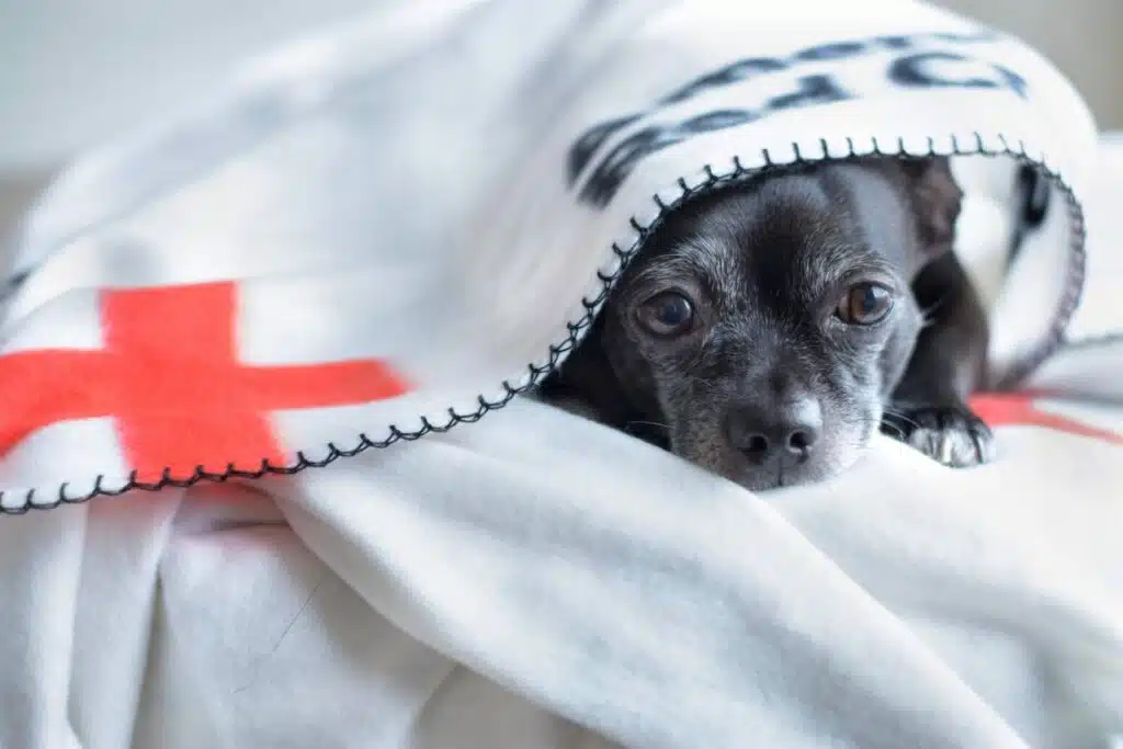 7 measures to take in emergencies in veterinary medicine