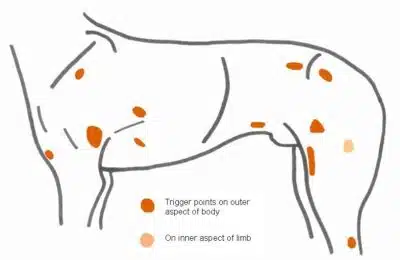 myofascial trigger points in dogs