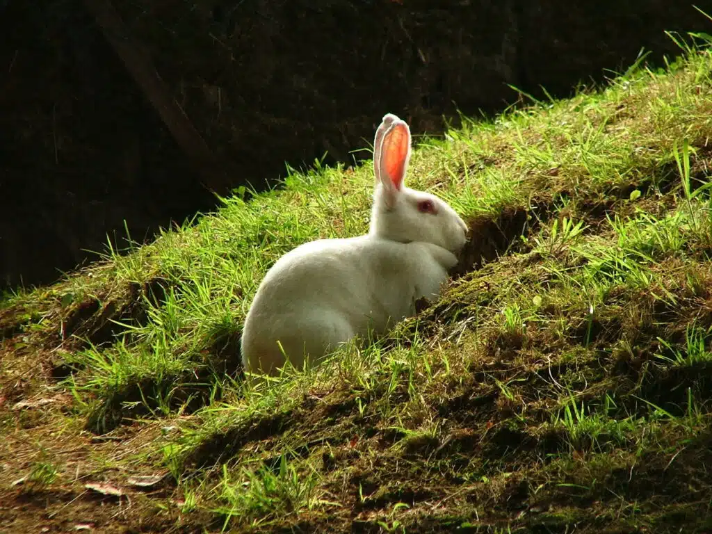 Reluctance to eat in rabbits