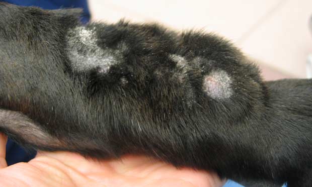 acral lick dermatitis