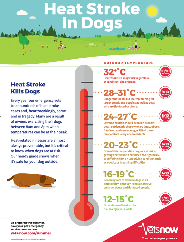 Golpe de calor en perros