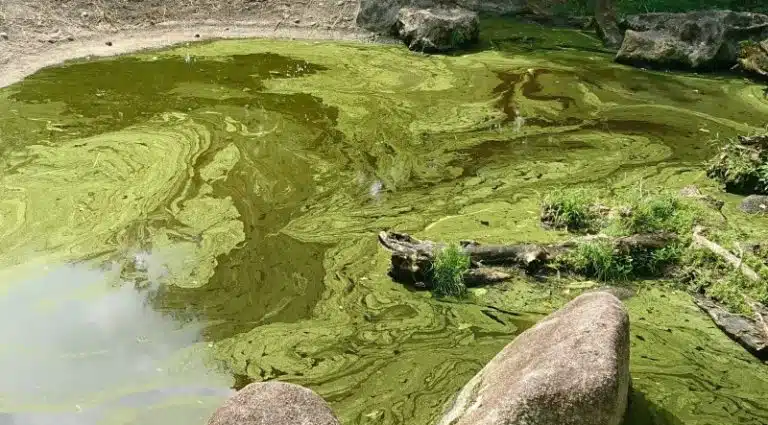 Blue-green algae poisoning in dogs and cats