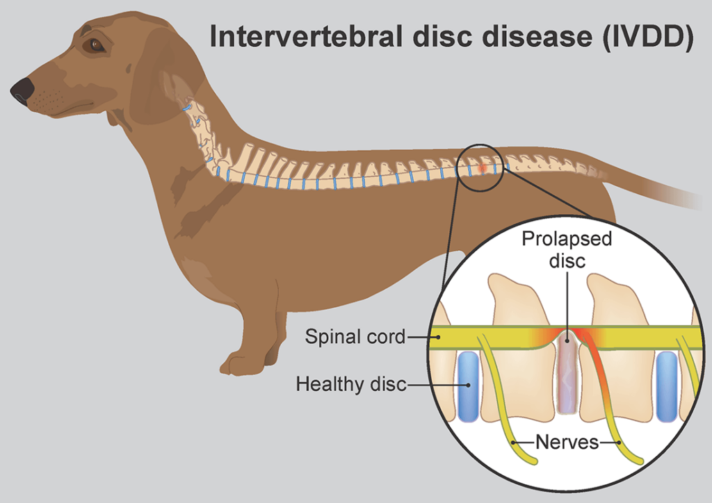 Discopathy in dogs