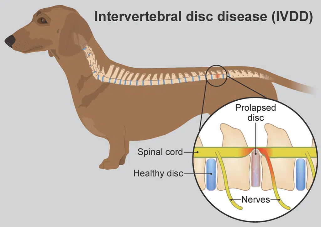 Diskopathie bei Hunden