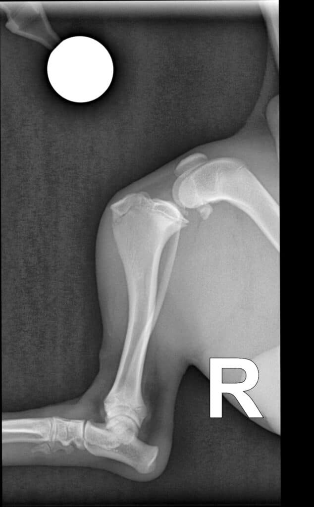 Apophysiolysis der Tuberositas Tibiae bei Hunden