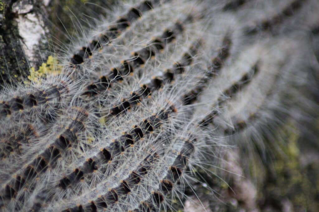 Oak processionary moths and dogs