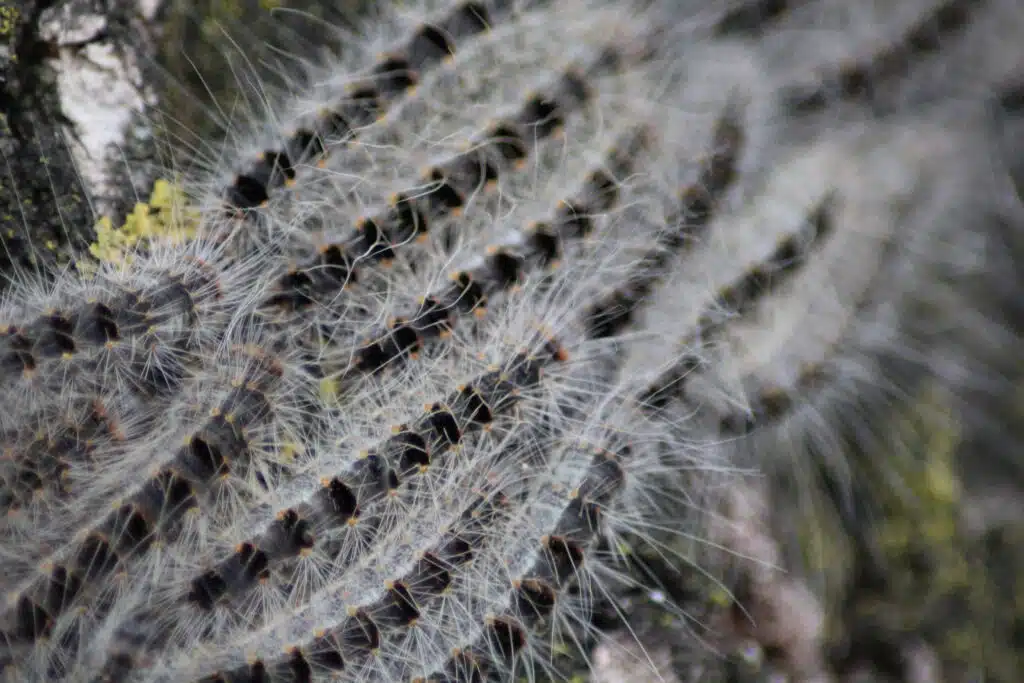 Oak processionary moths and dogs