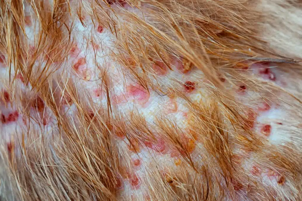 Folliculitis bei Hënn