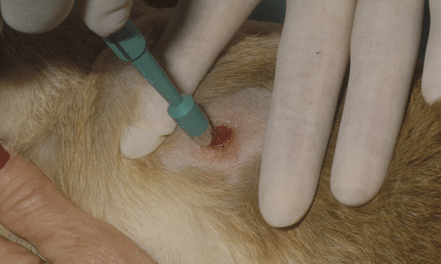 Fibrosarcoma cat