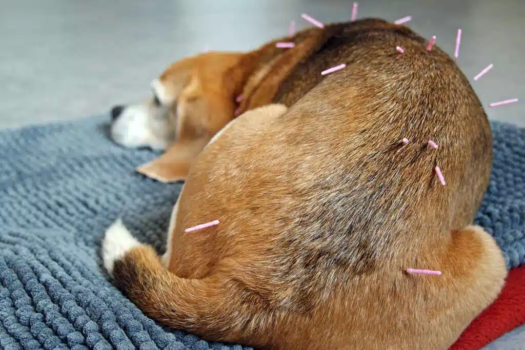 Acupuncture pour animaux