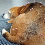 Acupuncture for animals