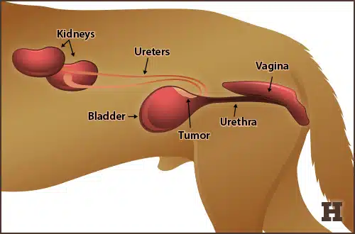 Perro con tumor de vejiga