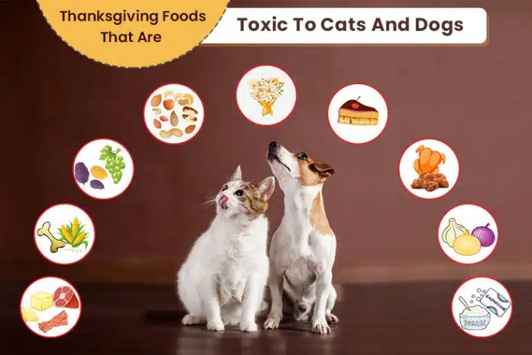 dangerous foods for dogs and cats