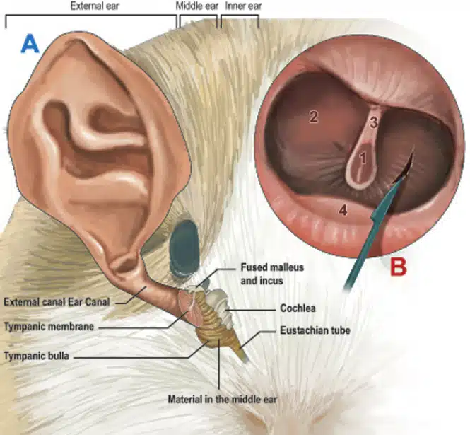 Otitis media in guinea pigs