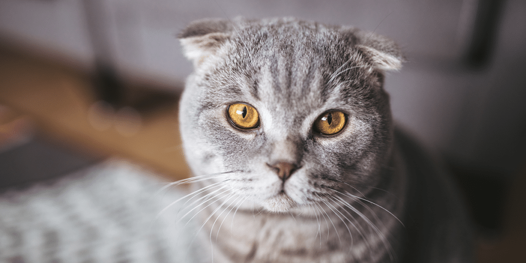 Hereditary diseases in cats